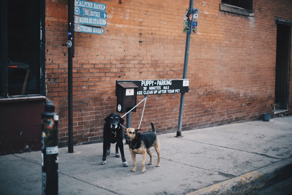 Reliable Dog Walking Services Near You