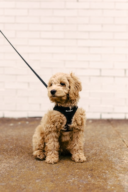 The Importance of Pet Care for Your Dog