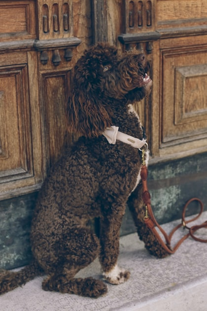 Expert Tips for Dog Owners